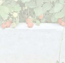 Fred Stump Memorial Salmon BBQ