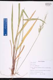 Image result for Eriochloa meyeriana