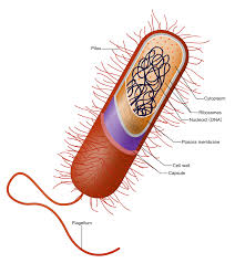 Prokaryote Wikipedia