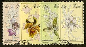 Image result for Eulophia fridericii