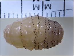 I use to be a cosmetologist did this for 10 yes i loved my job the money was awesome above all i loved me! Cutaneous Myiasis A Stowaway From Central America Clinical Microbiology And Infection