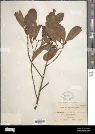 Image result for Dichilus lebeckioides