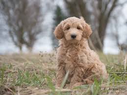 Check spelling or type a new query. Bella Trained Mini English Goldendoodle For Sale Ontario Doodle Creek
