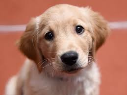 Maybe you would like to learn more about one of these? Fda Releases List Of Dog Food Brands That May Cause Heart Disease