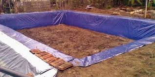 Memupuk Kolam Faktor Penting Budidaya Ikan Nila Artikel Pertanian Terbaru Berita Pertanian Terbaru