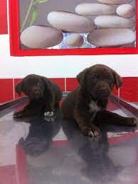 chocolate labrador melezi yavrular yuva ariyor kopek