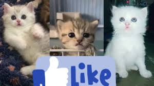Kucing lucu 2020 video kucing lucu dan gemesin bikin ketawa ngakak | kucing paling imut. Kumpulan Video Anak Kucing Lucu Dan Imut Cute Kittens Youtube
