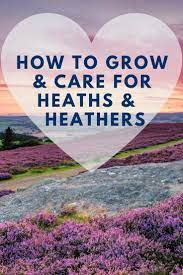 How To Grow And Care For Heaths And Heathers Heathe Grow Care Plant Colour Allyear Allseason Colourful Pinks Purple Heath Plant Heather Plant Growing