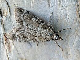 Image result for Scoparia subfusca