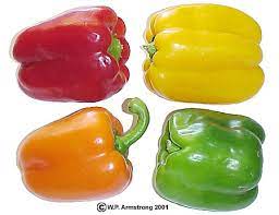 Is history repeating itself with the striped bell pepper? Chile Peppers