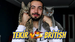 kediler vs kopekler kopek mi kedi mi youtube