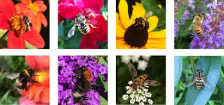 Check spelling or type a new query. Urban Bees Pollinator Diversity And Plant In Eurekalert