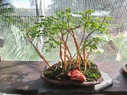 Image result for Acacia burkei