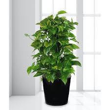 Maybe you would like to learn more about one of these? Pothos Plant On Pole D Elegance Florist Florist Houston Texas Florist Memorial Area