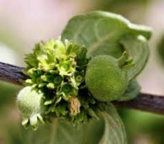 Image result for Polystachya greatrexii