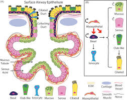Submucosal Glands An Overview Sciencedirect Topics
