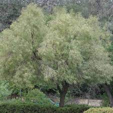 It makes small fruits that birds love to eat. Tree African Sumac Ruff