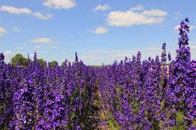 Delphinium Ajacis Uma Planta Com Flores Em Forma De Espiga Noticias De Jardim