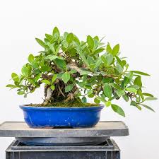 Since ficus bonsai can be styled with almost any known kind of bonsai style, it can be of any size too. Pruning And Repotting An Exposed Root Ficus Bonsai Tonight