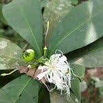 Image result for Ritchiea capparoides