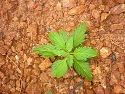 Image result for Scoparia dulcis