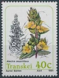 Image result for Alectra sessiliflora