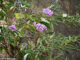 Coming from china, two indigenous species of orange eye butterfly bush are alba and magnifica. Orange Eye Butterfly Bush Buddleja Davidii