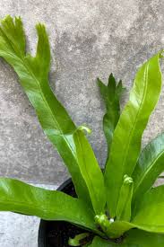 Image result for Asplenium preussii