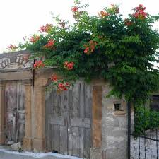 Campsis radicans seed germination * 213. Trumpet Creeper Campsis Radicans 50 Seeds