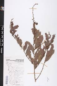 Image result for Bridelia scleroneura