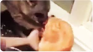 Possum tries to steal cat's food, and cat's reaction is. Home Invasion Robbery Possum Steals Food Youtube