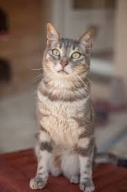 Charte Qualite Le Jardin Des Chats Hotel Pour Chat Montpellier Nimes Et Marseille