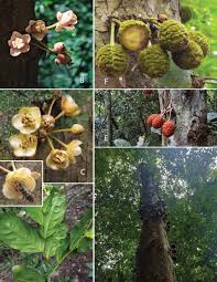 Image result for Drypetes