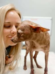 Dog Who Looked Mummified Makes Amazing Transformation