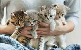 They may spray urine in the house to mark territory, causing odor. Can A Female Cat S Litter Have Different Fathers Modkat