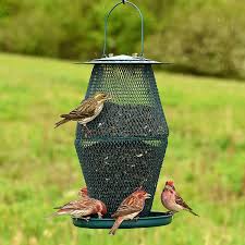 Bird Feeders For Small Birds Amazon Amazon Com No No Forest Green Lantern Bird Feeder Gl00323 Pet Bird Feeders Patio Lawn Garden Green Lantern Bird Feeders Wire Mesh
