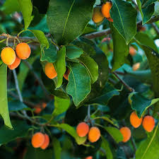 Image result for Mimusops elengi