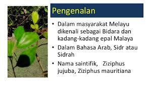 Khasiat daun bidara makin banyak di ketahui orang. Khasiat Bidara