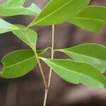 Image result for Eugenia capensis