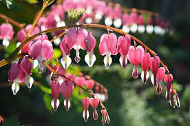 Pin On Fleurs