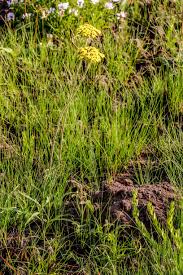 Image result for Helichrysum acutatum