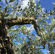 How Olive Oil Is Made Olive Trees Harvesting Cold Pressed Olive Oil In 2020 Olive Tree Olive Tree