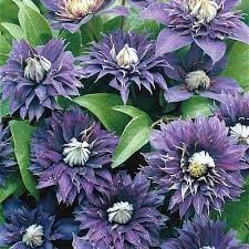 Maybe you would like to learn more about one of these? Multi Blue Clematis Flowering Vines From Gurney S