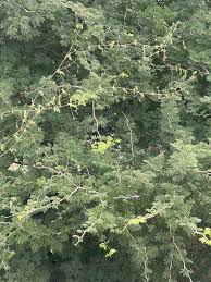 Image result for Acacia welwitschii