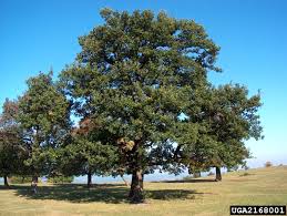 Quercus robur, or english oak, is native to europe, northern africa, and western asia. English Oak