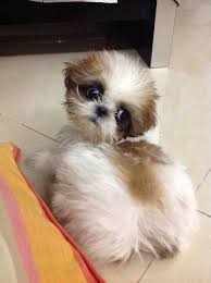 Dogs for adoption in usa on puppyfinder.com. Shih Tzu For Free Adoption Shih Tzu For Sale Adoption From Johor Johor Bahru Free Malaysian Shih Tzu Puppy Adoption Cute Baby Turtles