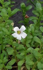 Image result for foto bacopa