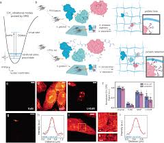 Adjusted level 3 regulations of 25 july 2021 will be updated as soon as possible. Super Resolution Label Free Volumetric Vibrational Imaging Nature Communications