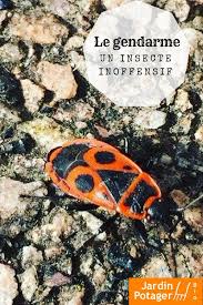 Le Gendarme Insecte Inoffensif Gendarme Jardinage Bio Insectes