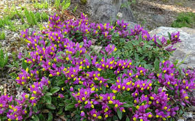 Image result for Polygala capillaris